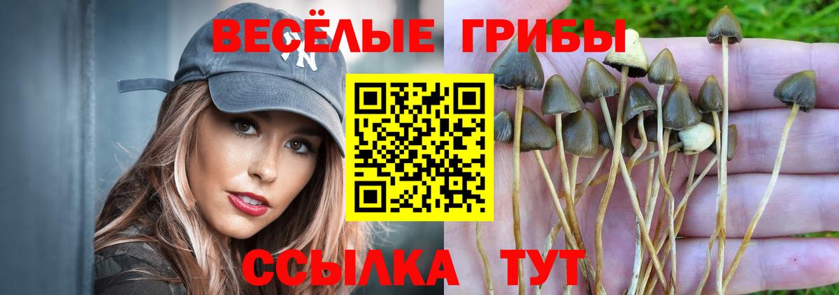 Псилоцибиновые грибы Psilocybine cubensis Армавир